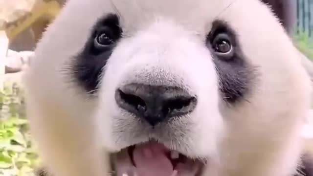 China's giant pandas are lovely