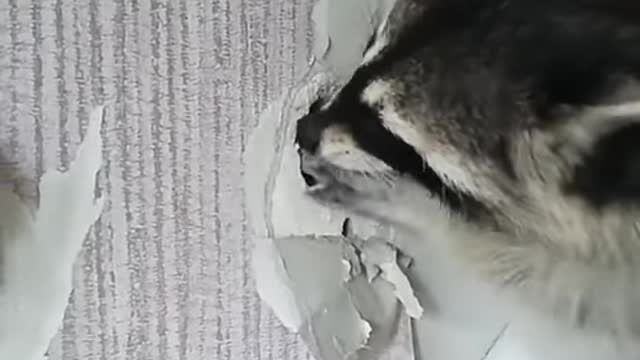 Raccoon destroys walls in house. Funny raccoon video