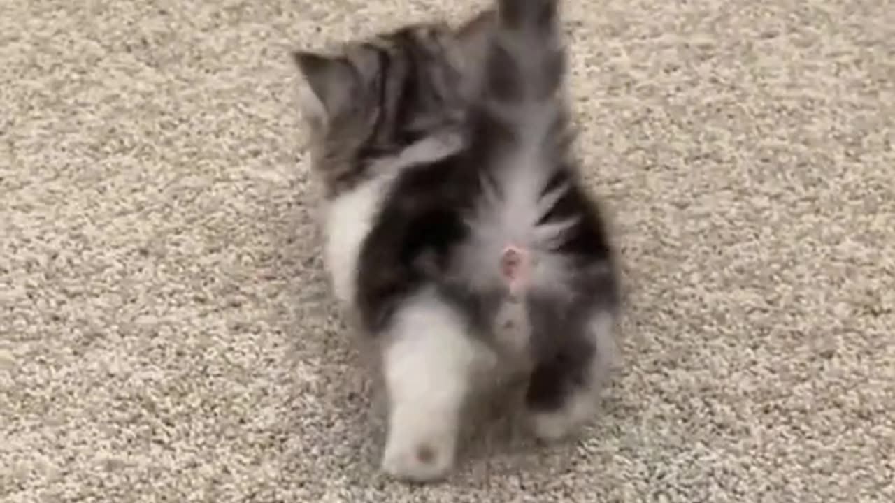 Funny Cat videos