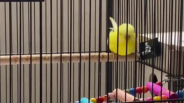English Budgies are so funny to watch