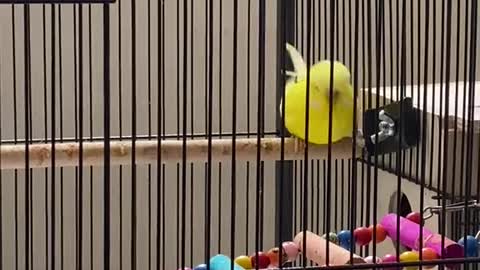 English Budgies are so funny to watch