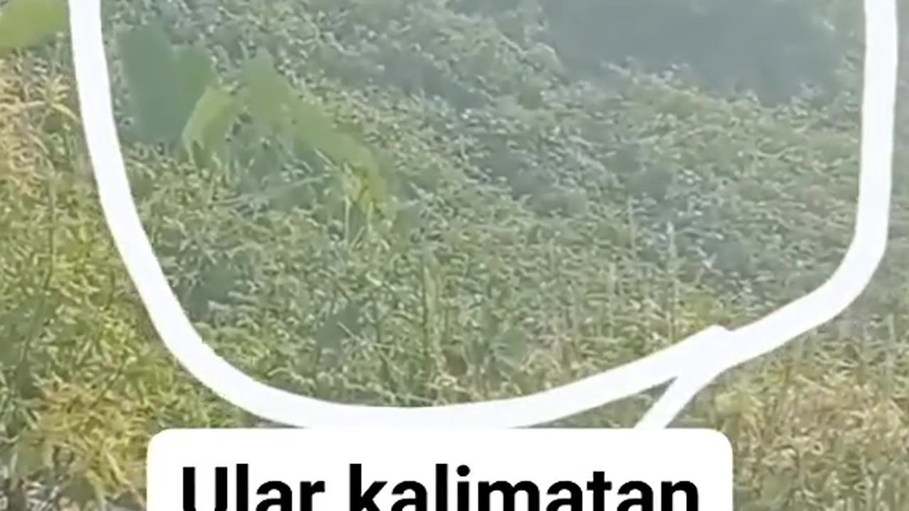 Ular besar menari di hutan kLimantan