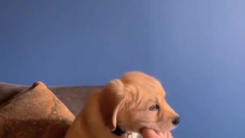 cute puppy , i want to sharp my teeth
