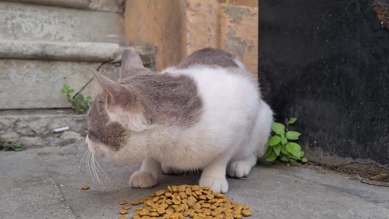 Sweet cat built himself a house out of cardboard boxes