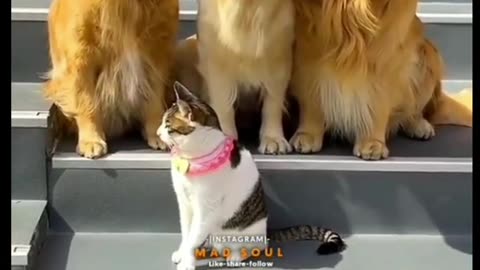 Animals family
