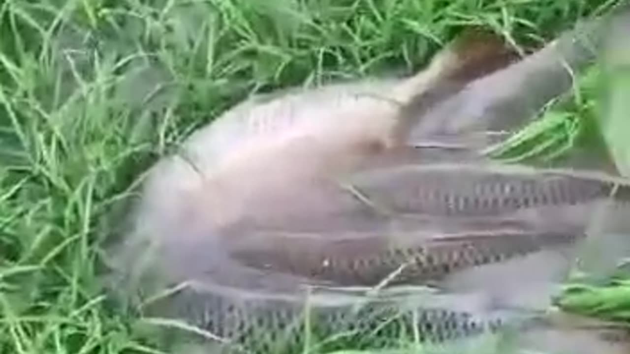 Fish after rain