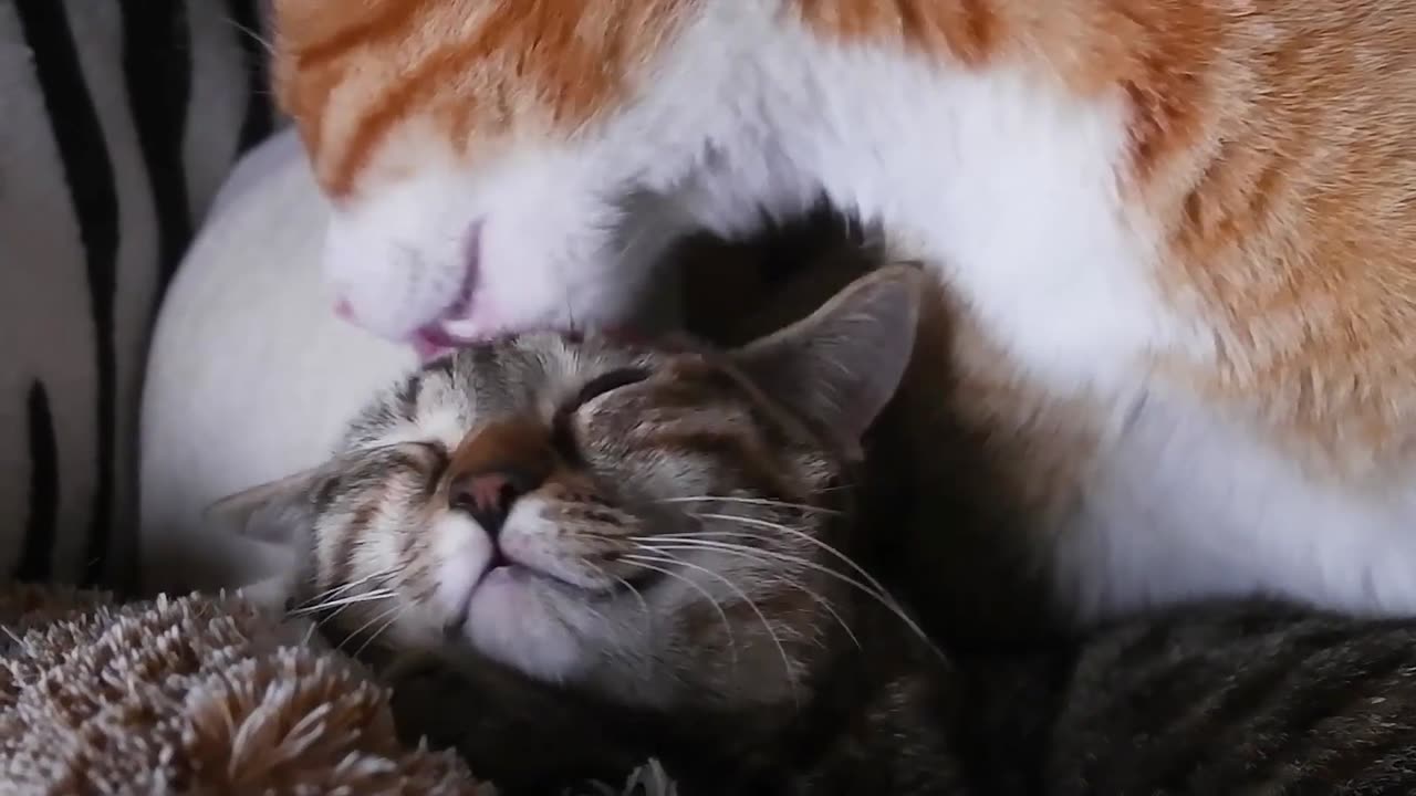 Cute cats have a way of capturing