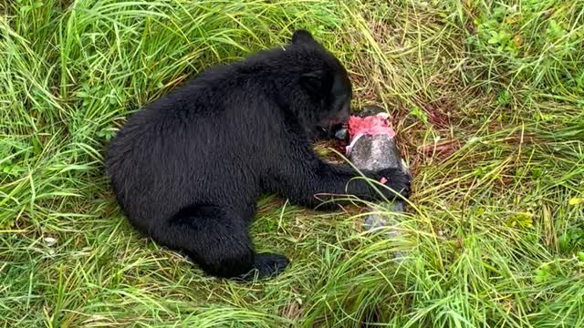 Bear Feasts on Fish