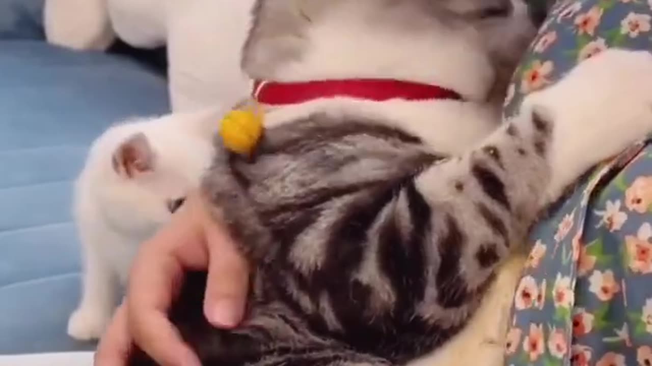 Viral Cat Videos Mix #23 🐈😻