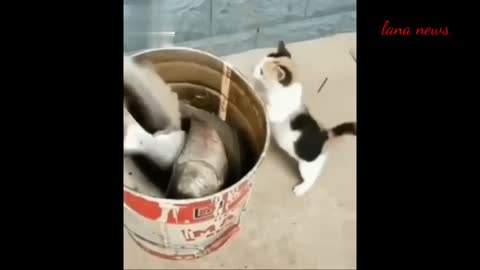 funny cat and fish