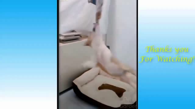 Funny hanging dog