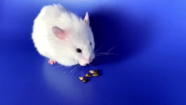 What kind of food does a hamster prefer ❤️🐹 ASMR #19 #crunchcrunchhamster #hamster #asmr