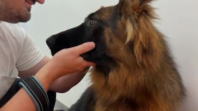 German Shepherd Puppy is Scared of Visiting the Vet