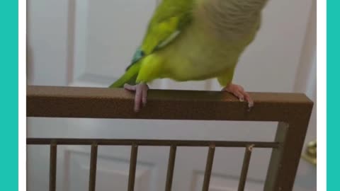Mordechai has made a full recovery!