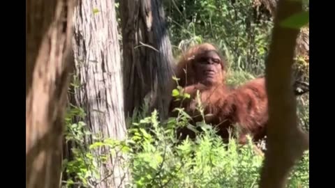 Bigfoot captured in wild viral video by terrified hiker: ‘Scariest moment of my life’