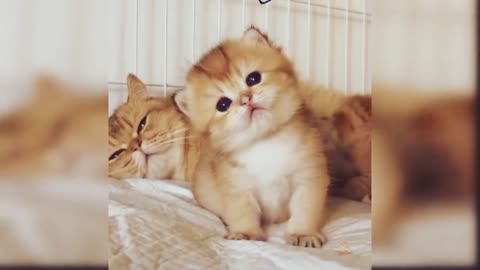 Beautiful Cat
