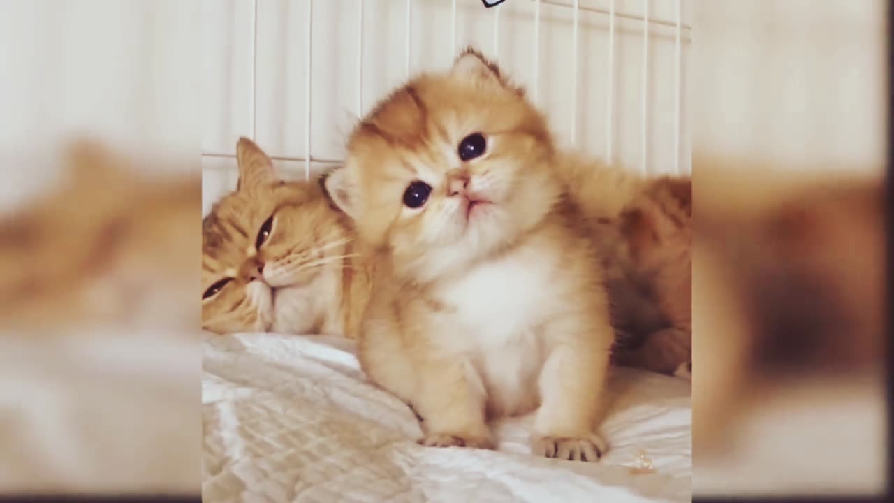 Beautiful Cat