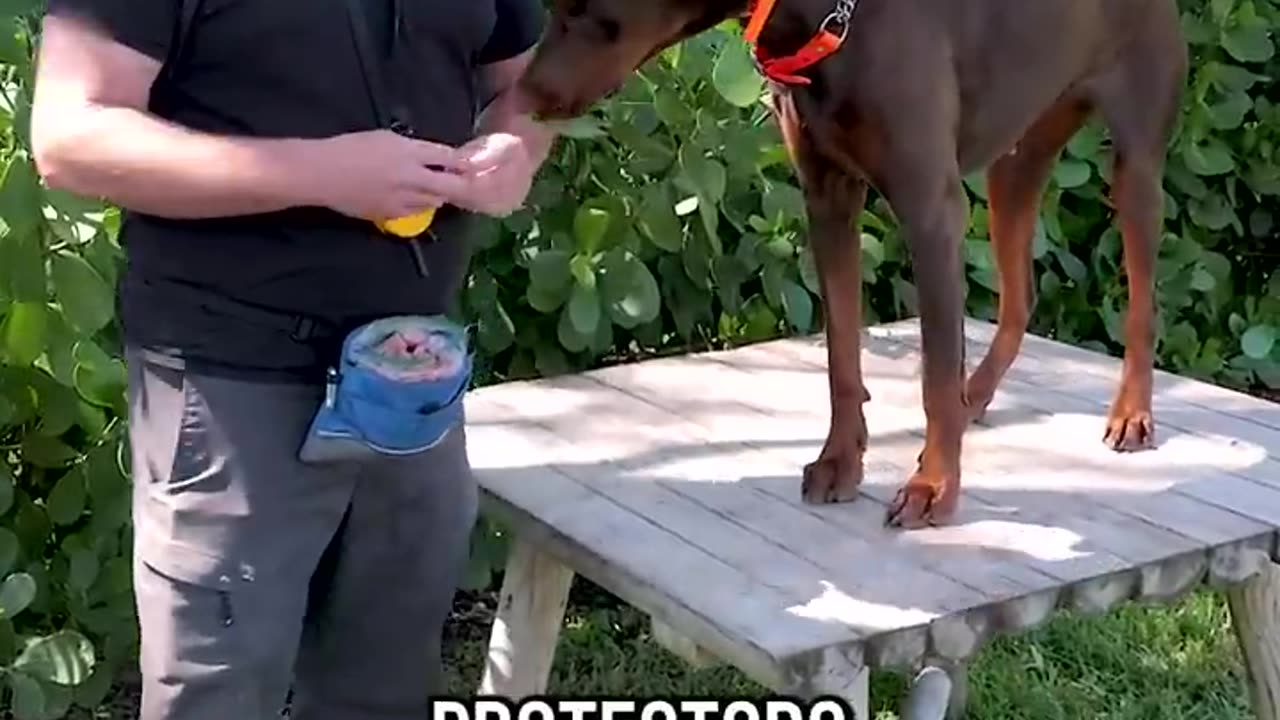 3 REASON WHY YOU SHOULD GET A DOBEMAN