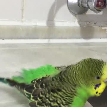 The lovebird is messing around in the kitchen tap and taking a shower in this hot weather