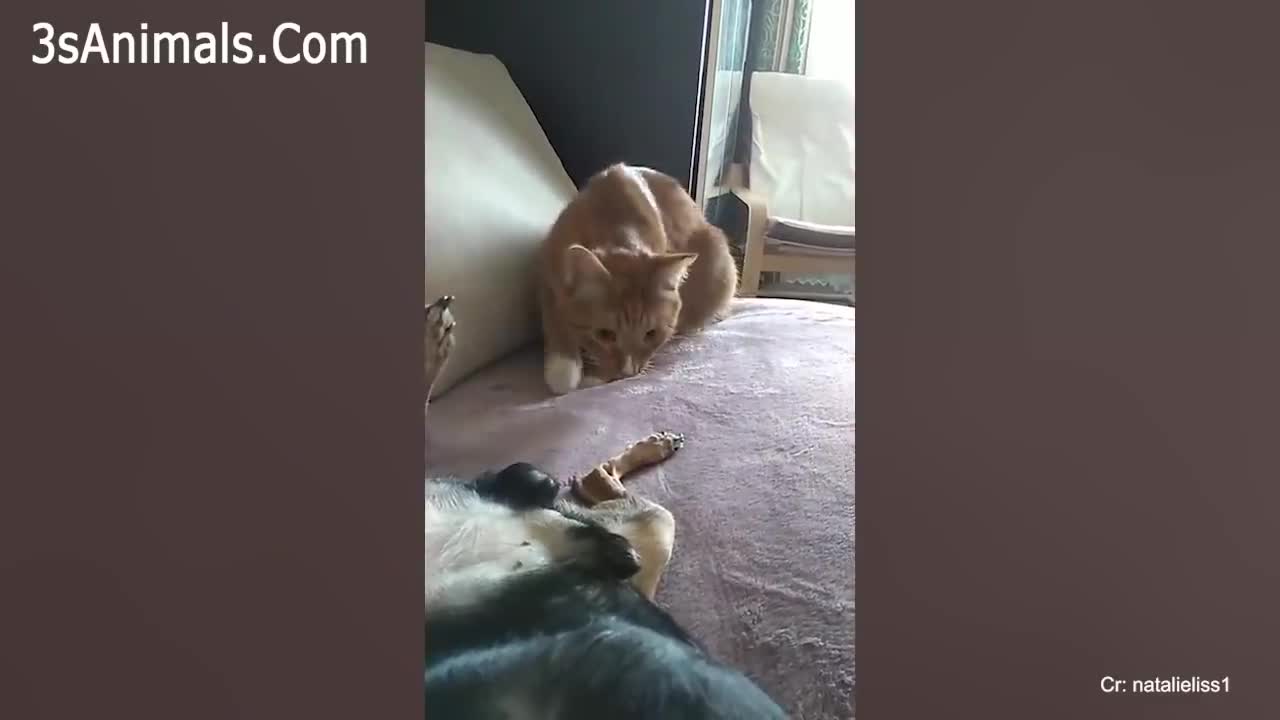 Angry - Funny Dogs & Cats.