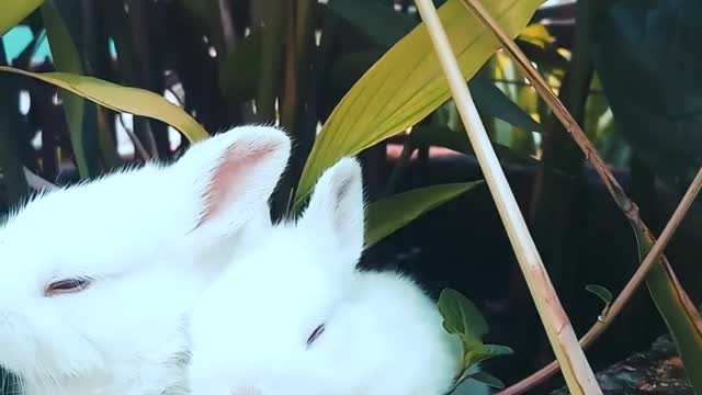 Cute bunnies