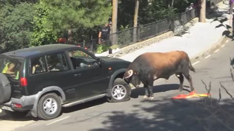 Bull Destroys 4x4