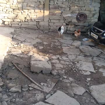 Петух утром