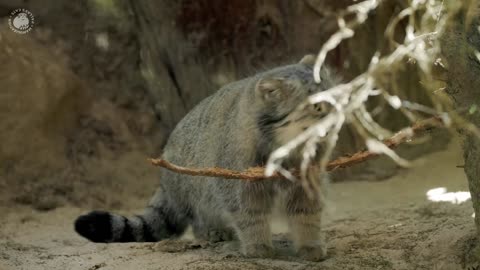 Crow teases a Pallas's cat