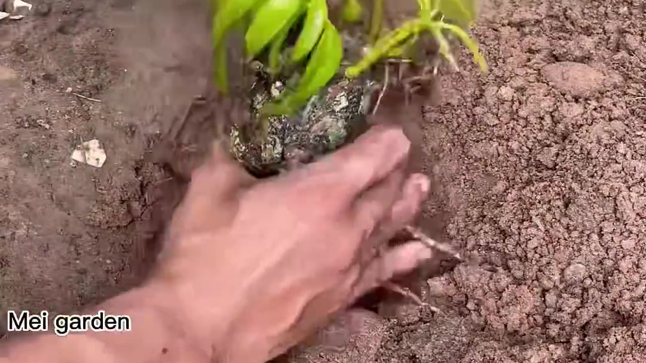 Amazing biggest country mango tree