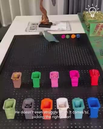 Just a clever parrot matching the box with colors