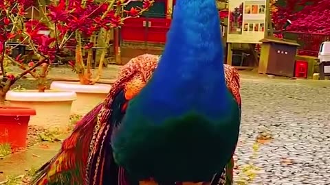 Peacocks opening their gorgeous feathers