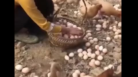 Egg farm in China