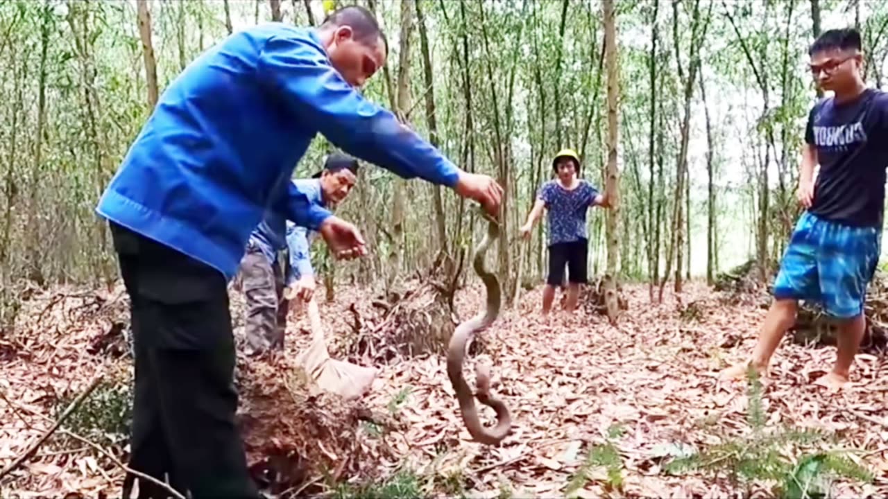 wildlife animal snake vs man