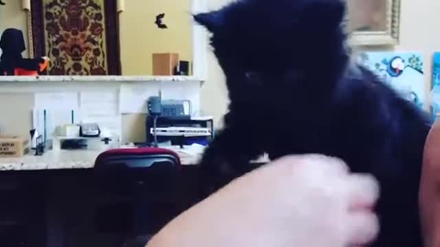 Bottle bay kittens. She is a rotten mess at 5 weeks old