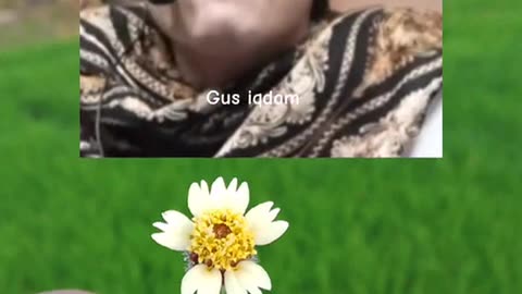 gus iqdam
