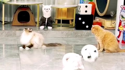 Funny Animals Videos