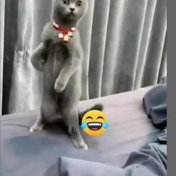 FUNNYPET Pet cuteness