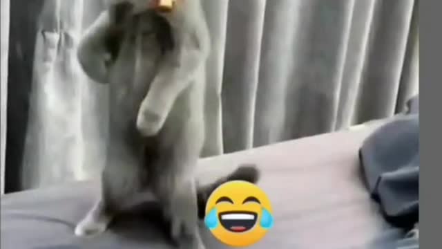 FUNNYPET Pet cuteness