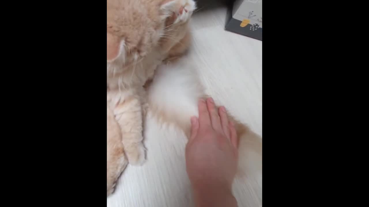 If the cat had a squirrel's tail