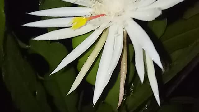 Epiphyllum