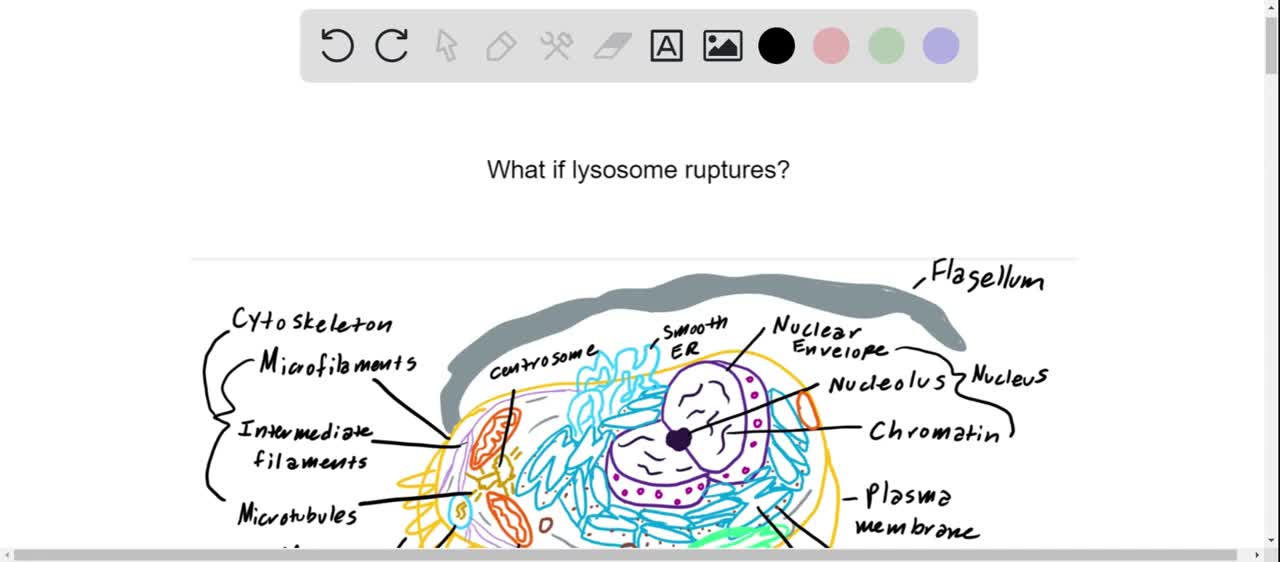 If all the lysosomes within a cell suddenly ruptured, what would be the most likely result? a. The