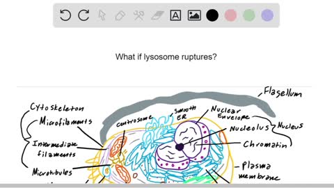 If all the lysosomes within a cell suddenly ruptured, what would be the most likely result? a. The