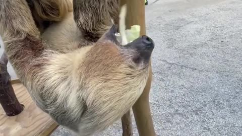 Sloth snack video