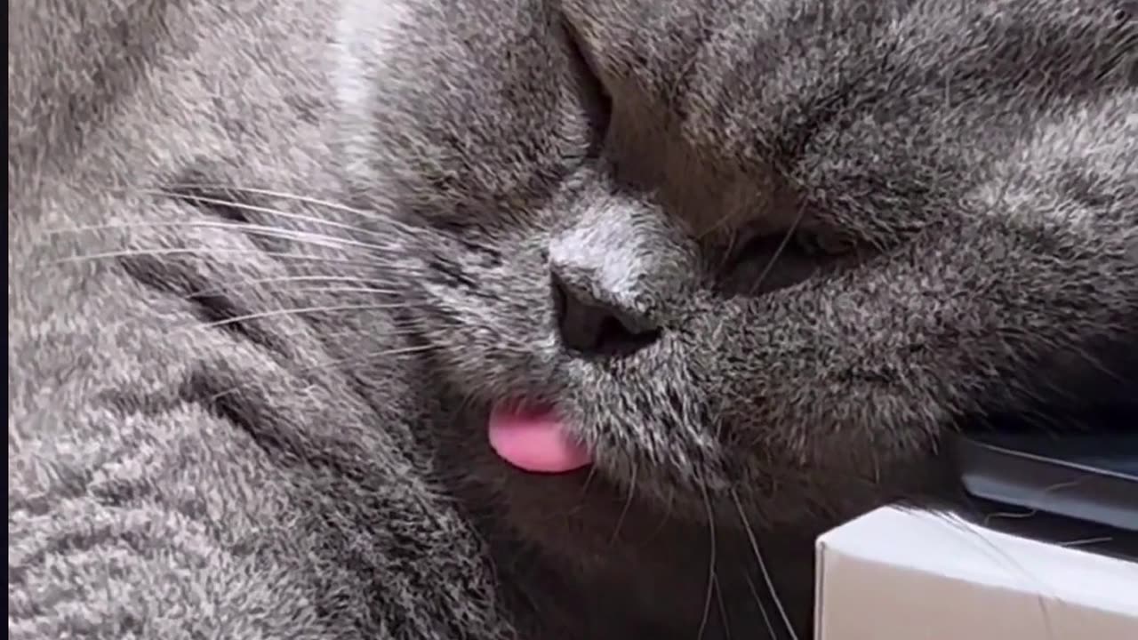 Fall In Love With Cat Funny Video Cat Funny Video And Love - How They Are The Same