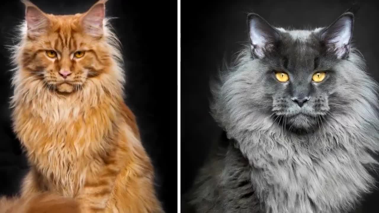 Top 10 most beautiful cats