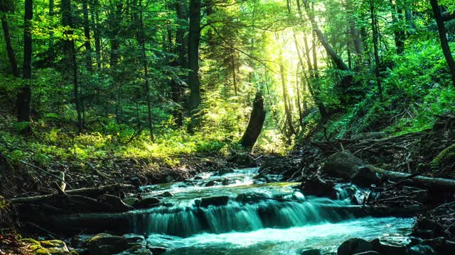 Forest Meditation & Nature Sounds for Mindfulness