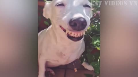 The Ultimate Cat and Dog Comedy Show: Hilarious Videos