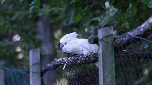 DancingWhite Parrot