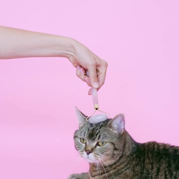 cat take a fully enjoy with massage