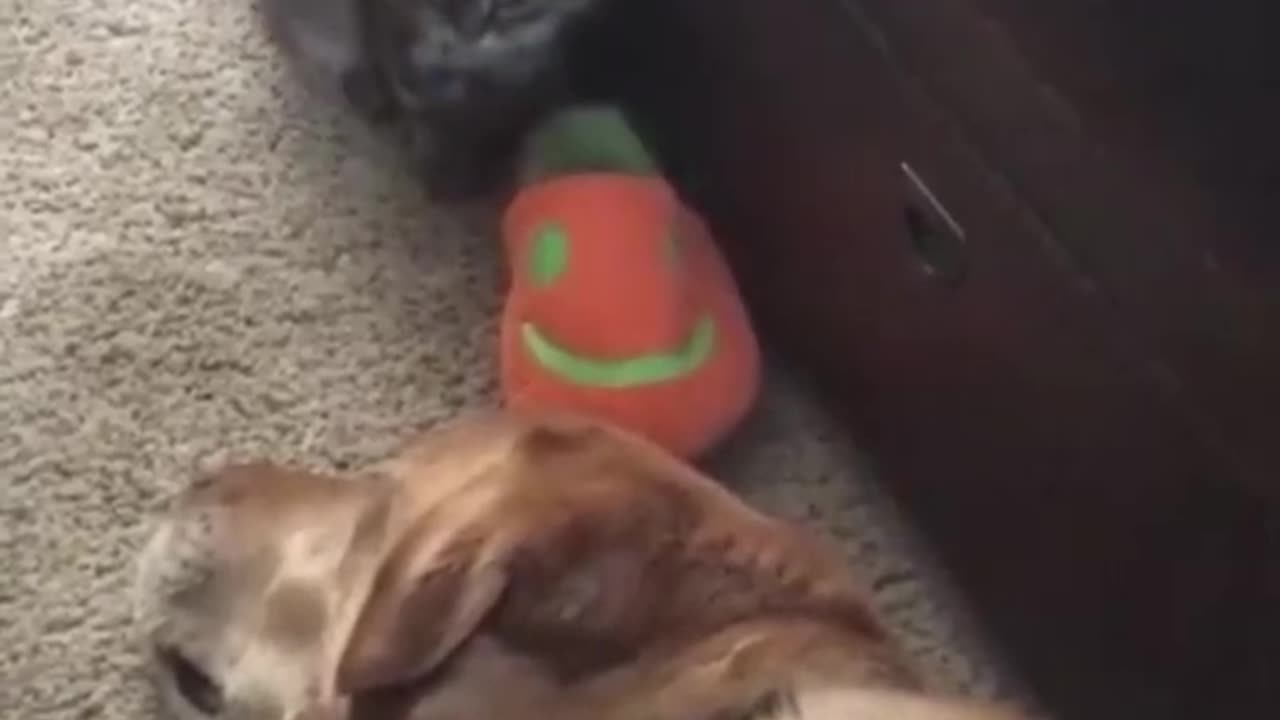 funny stubborn cat and gentle Dog